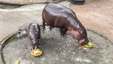 Un hippopotame star d’Internet a prédit le gagnant